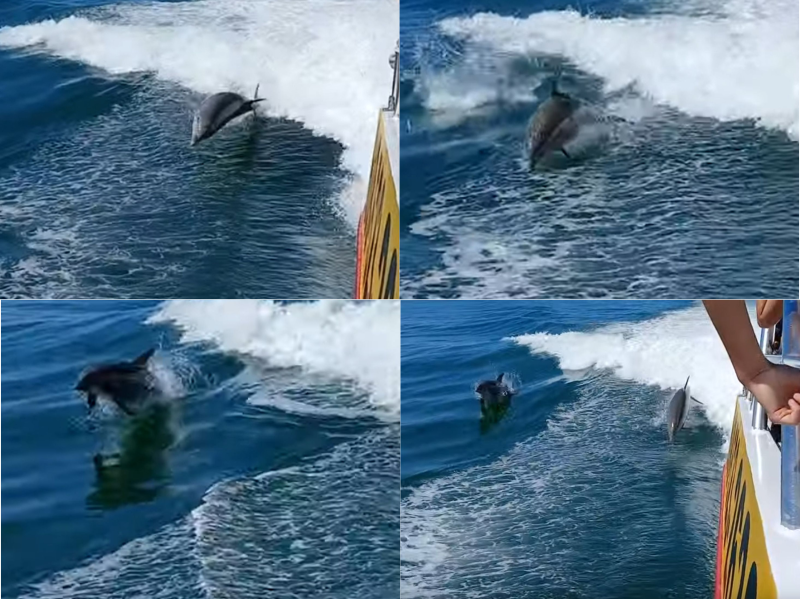 Stills from a video of dolphins leaping in a boat wake.