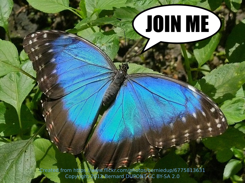 Butterfly saying 