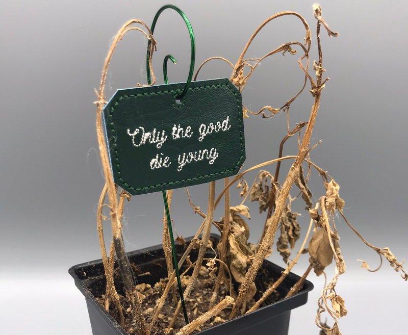 Only the good die young, on a dead plant