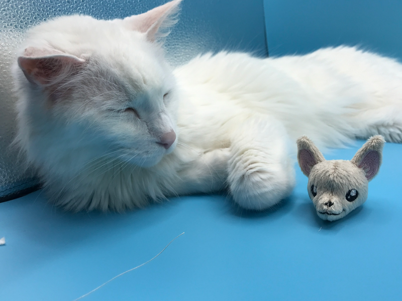 A cat and a tiny plush chihuahua head in the lightbox